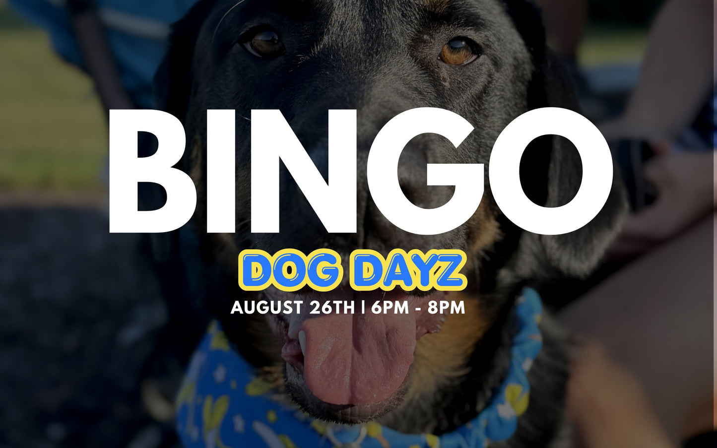 BINGO: Dog Dayz